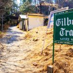 Gilbert Nature Trail Travel Guide and Tourism in Kasauli, Himachal Pradesh