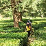 Chowgan Tea Garden Tourism in Bir billing, Himachal Pradesh